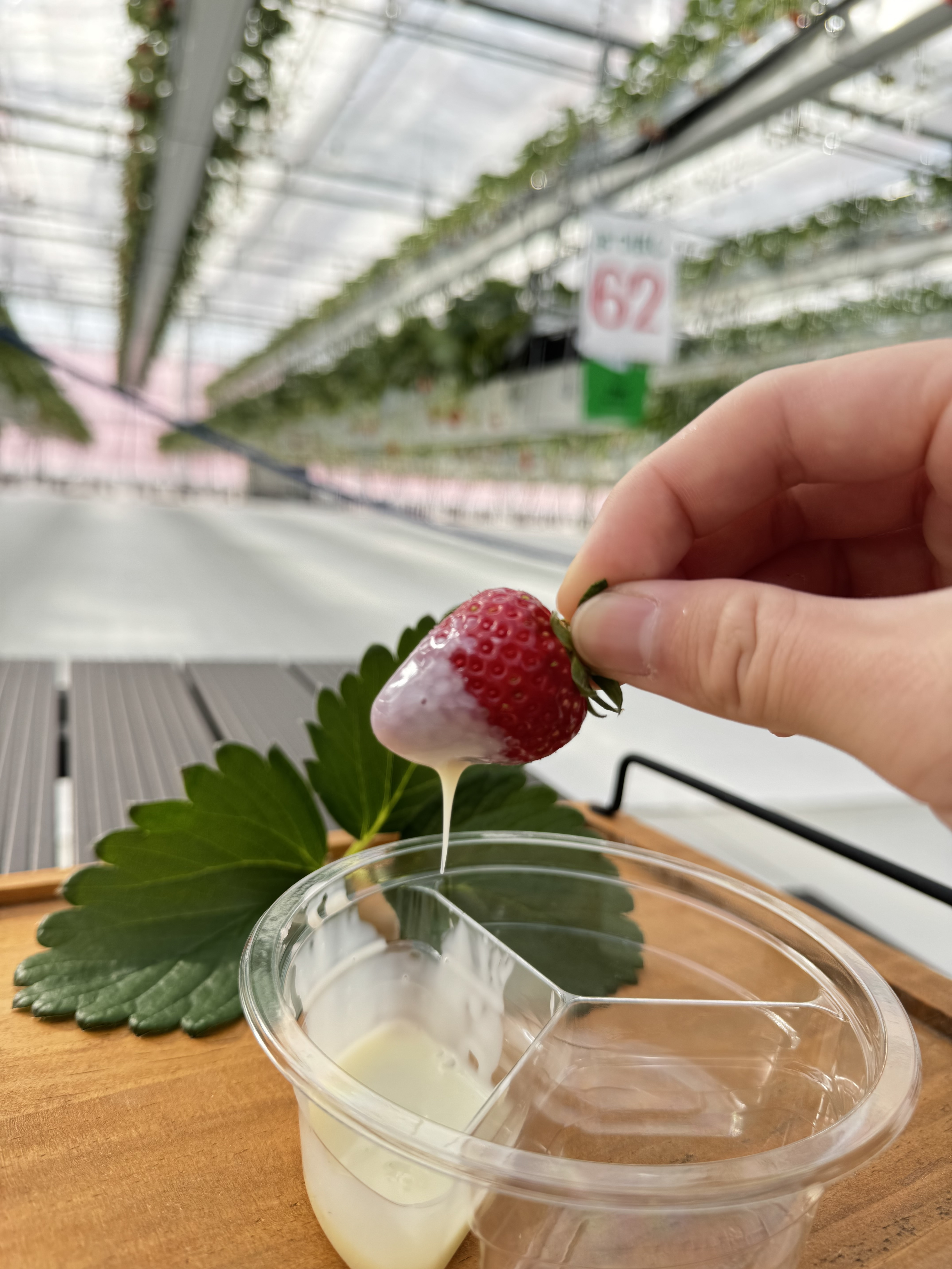 いちご狩りがもっと楽しくなるオプション登場！ | News | 出雲ICHIGO縁