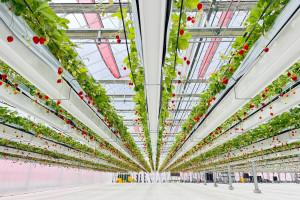 News | 出雲ICHIGO縁｜2026年1月に出雲大社近くに新規オープンのいちご園